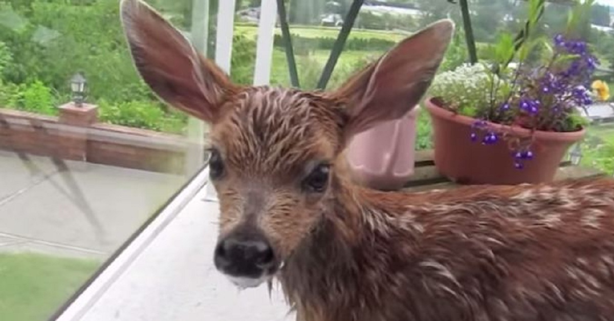 this-fawn-almost-drowned