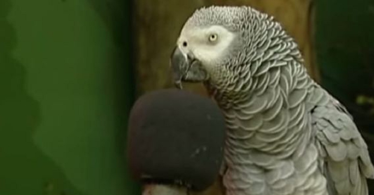 this-parrot-is-amazing