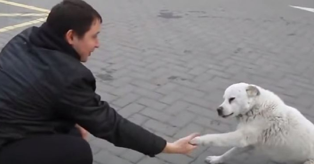 this-stray-dog-from-russia