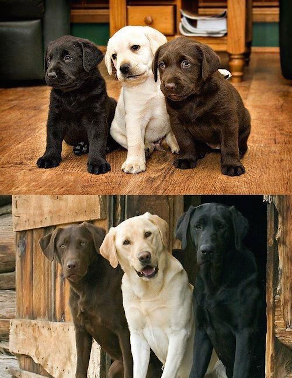 three-dogs-animal-friend-then-and-now.jpg