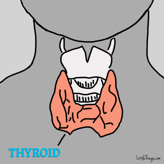 thyroid-1.jpg