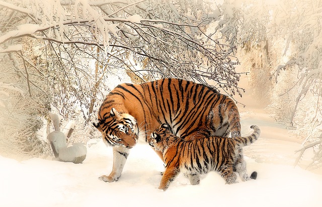 tiger-591359_640-1.jpg