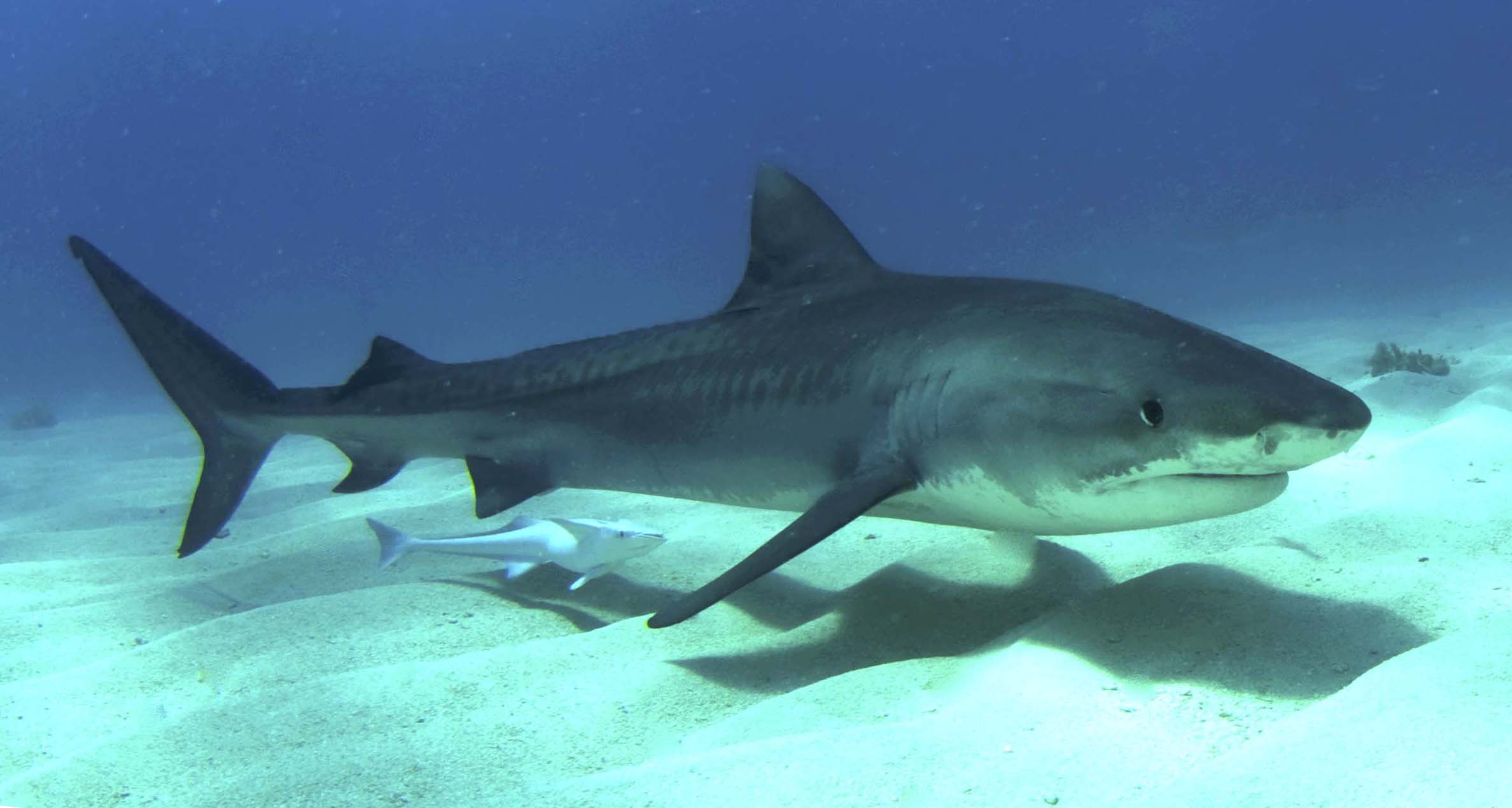 tiger-shark-1.jpg