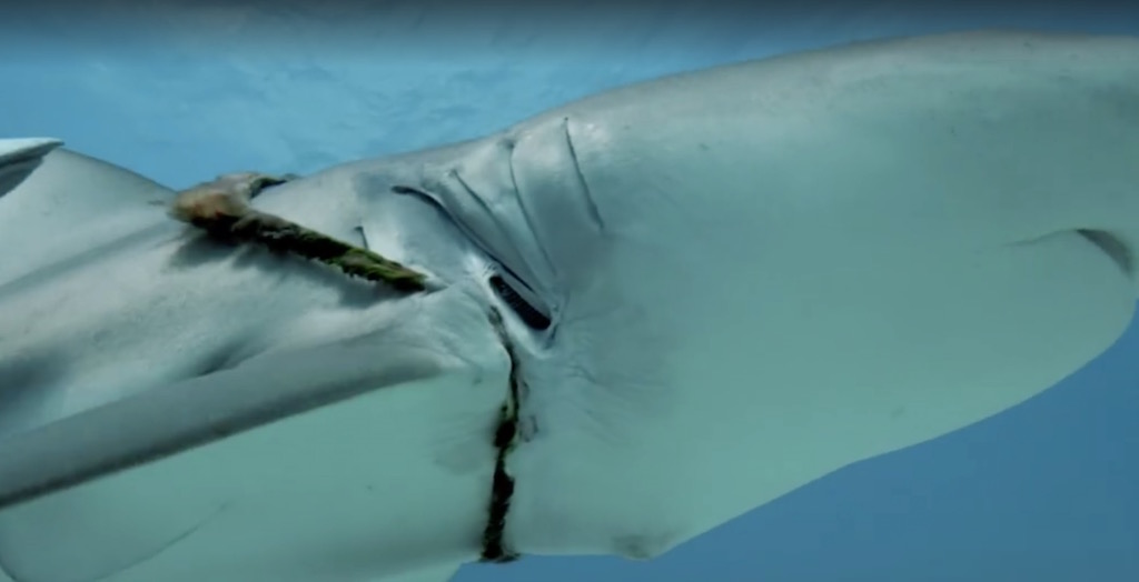 tiger-shark-2.jpg