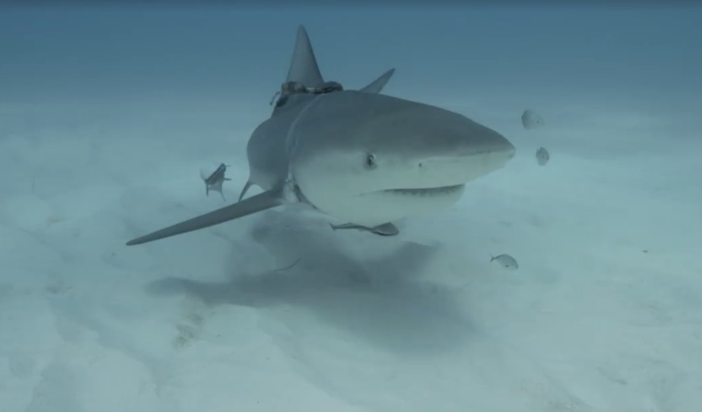 tiger-shark-3.jpg