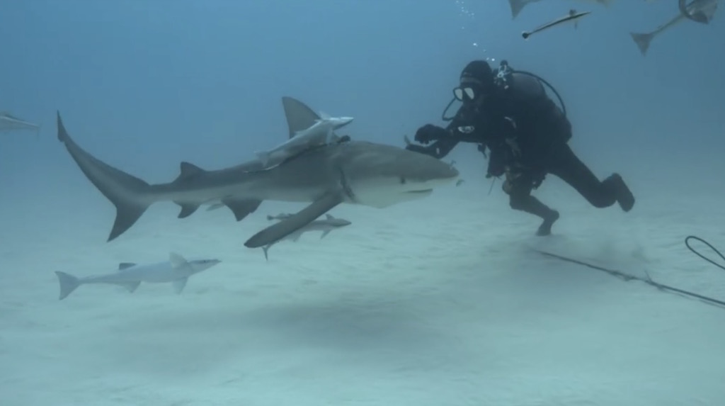 tiger-shark-4.jpg