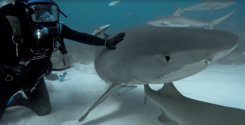 tiger-shark-5.jpg