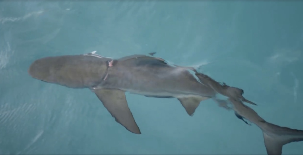 tiger-shark-7.jpg