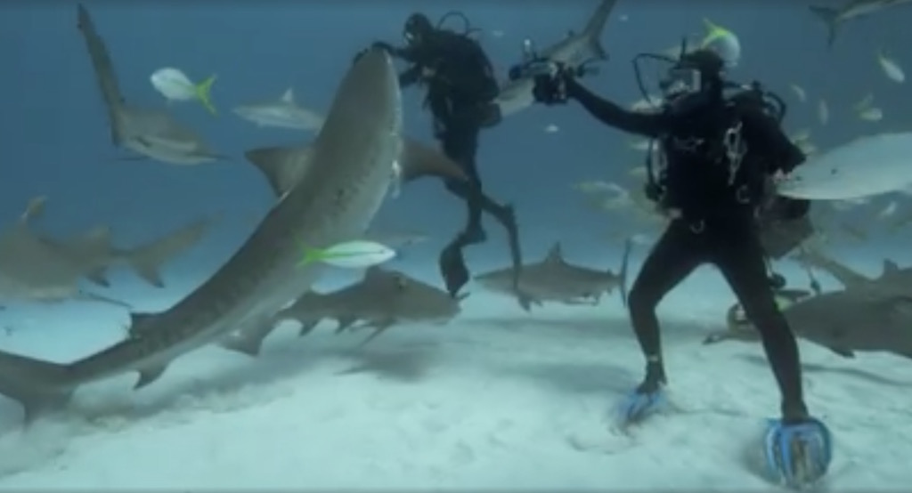 tiger-shark-8.jpg