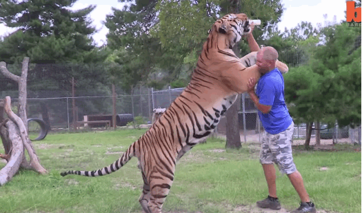 tiger.gif