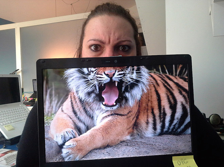 tiger.jpg