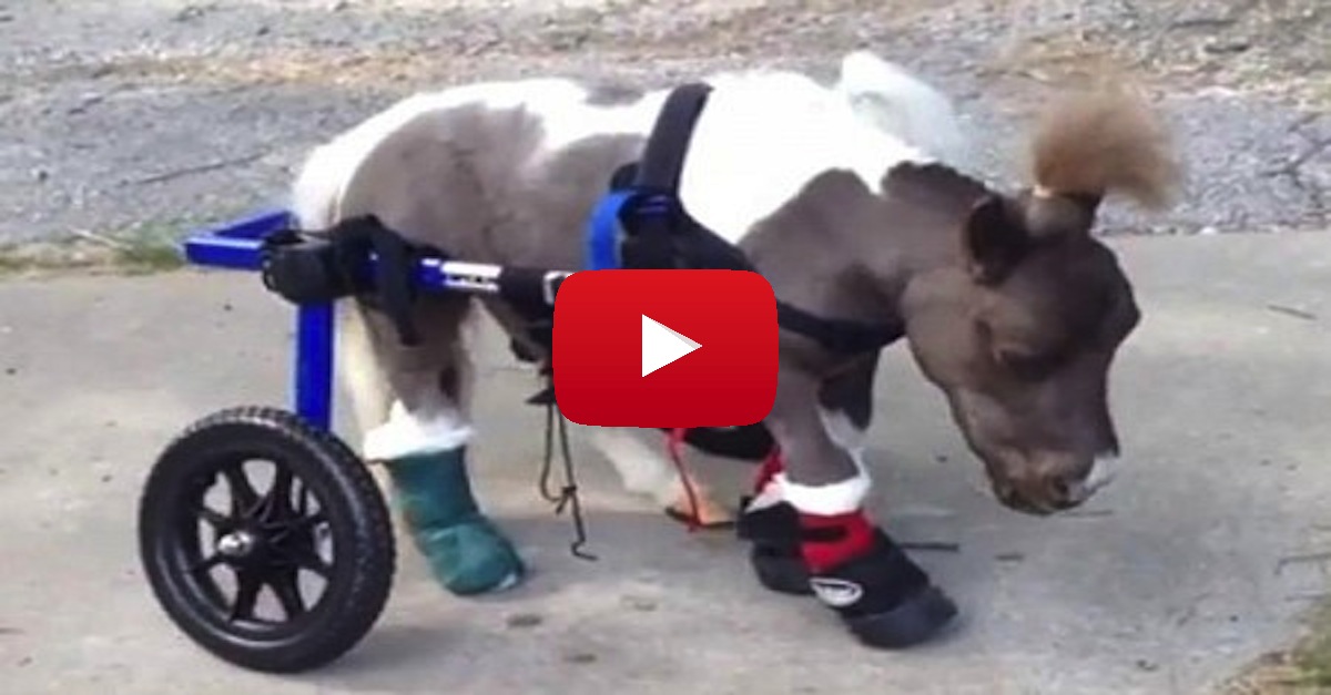 tiny-horse-in-a-wheelchair