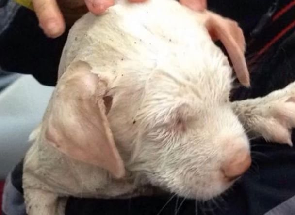 tiny-puppy-saved.jpg