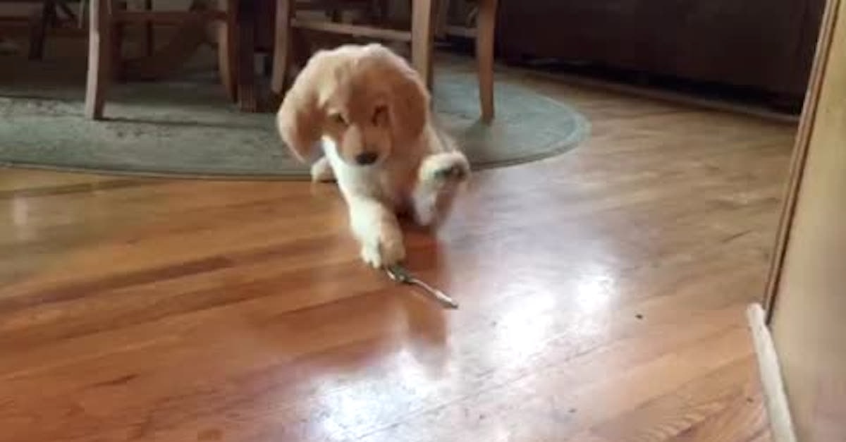 tiny puppy vs spoon