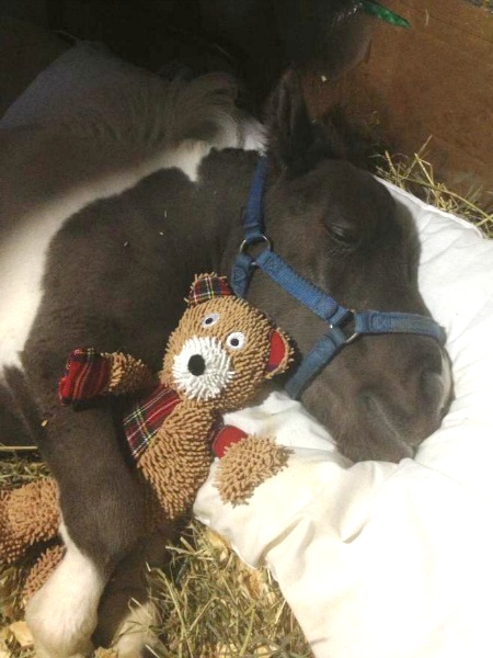 tiny_horse_with_teddy_bear.jpg