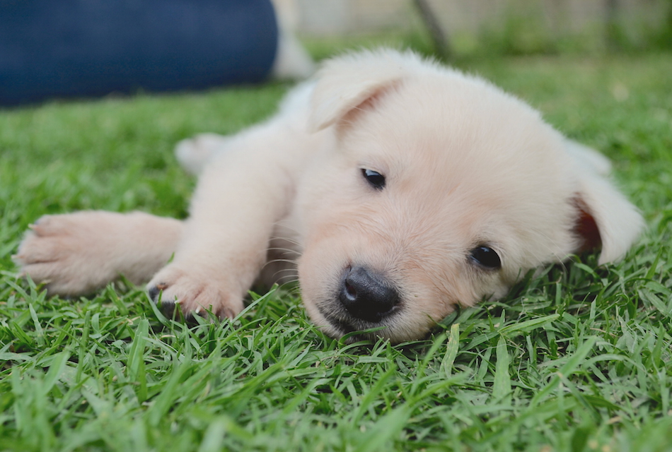 tired-dog.jpg