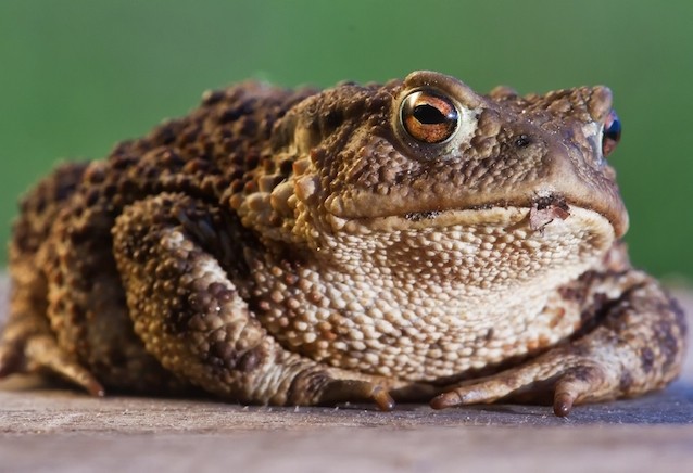 toad-warts.jpg toad-warts.jpg