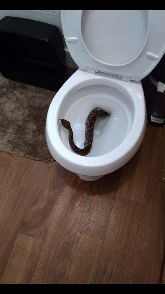 toilet-rattlesnake-1.jpg