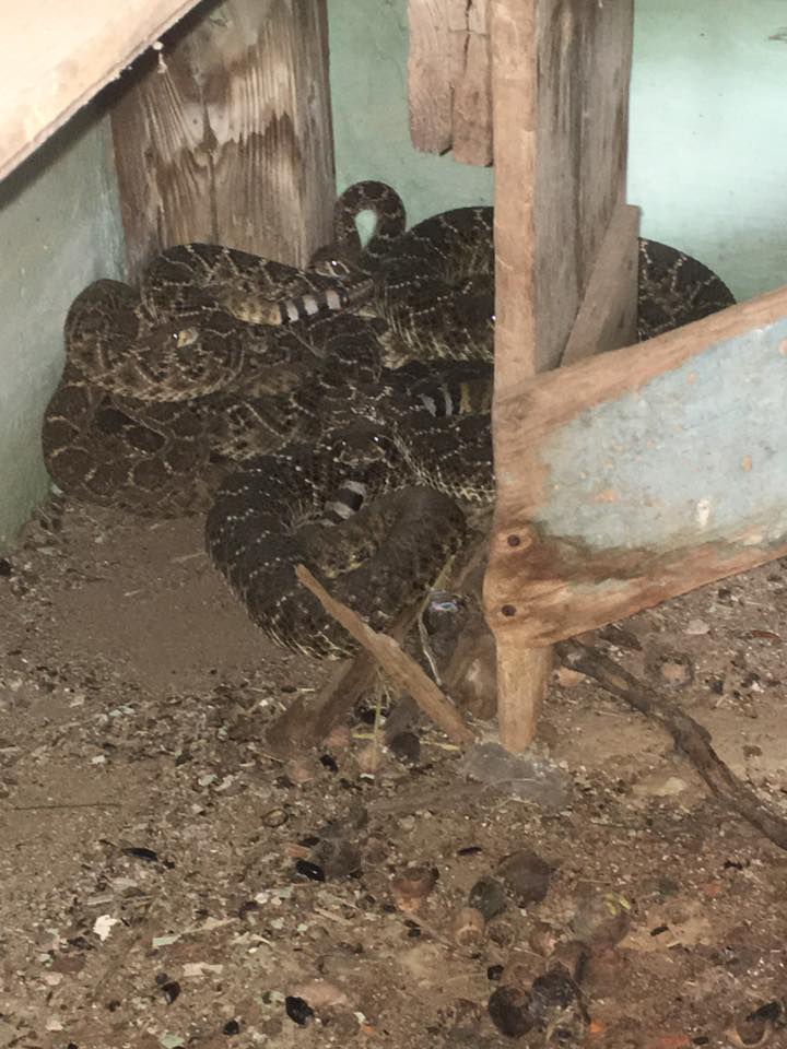 toilet-rattlesnake-2.jpg