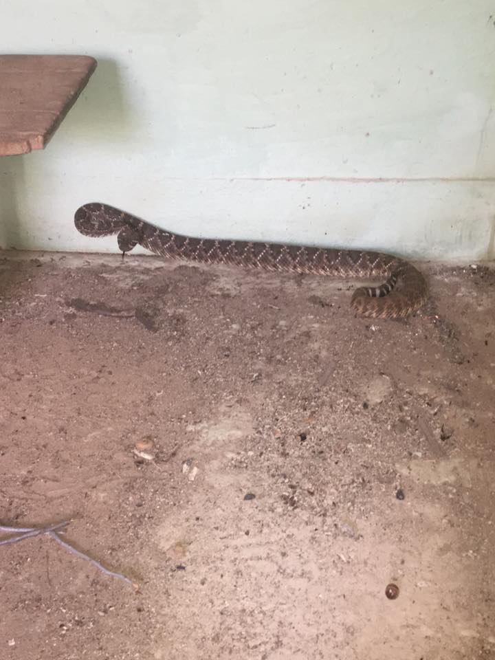 toilet-rattlesnake-4.jpg