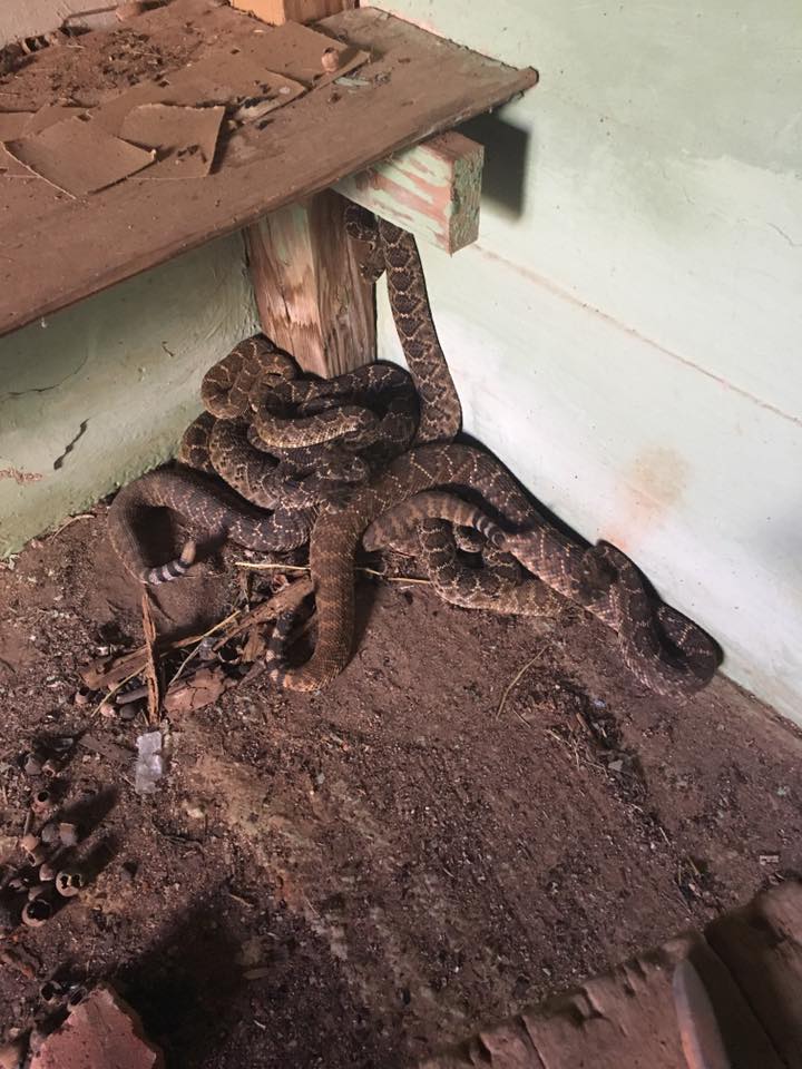 toilet-rattlesnake-5.jpg