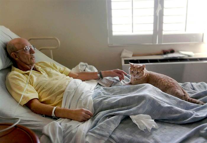 tom-20141106_cat-with-vet_1000x688_b53053b84694d4e643f3ce96d6d9c75e.today-inline-large.jpg