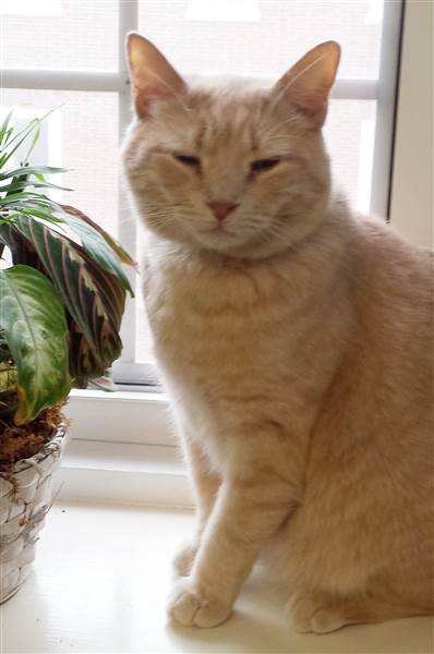 tom-the-cat-today-160824-01_cefc603f377ffea4b4d4fa41f3929d24.today-inline-large.jpg
