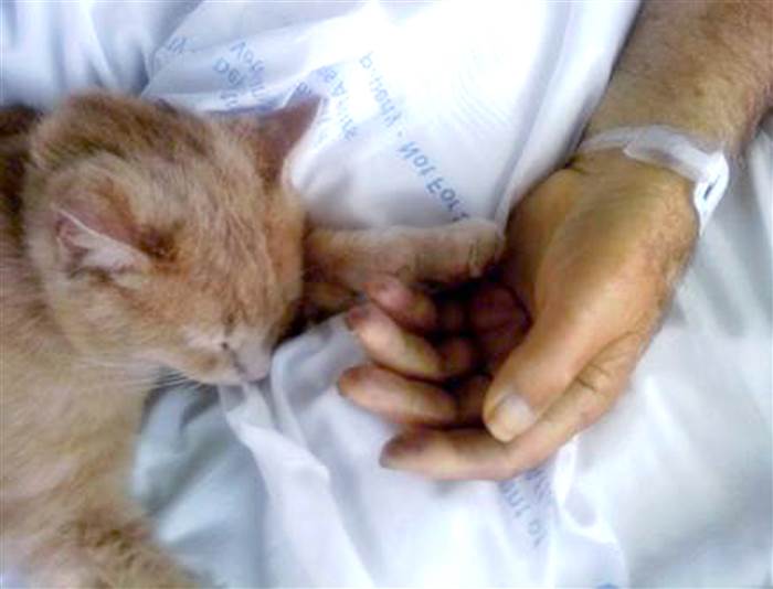 tom-the-cat-today-160824-02_cefc603f377ffea4b4d4fa41f3929d24.today-inline-large.jpg