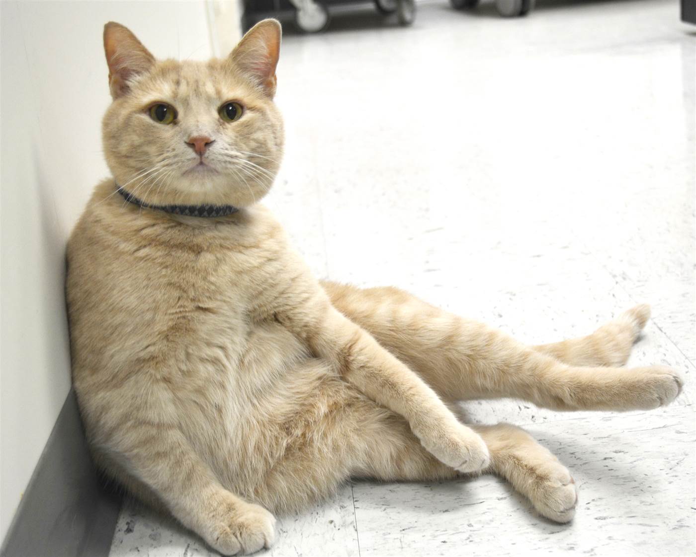 tom-the-cat-today-160824-03_cefc603f377ffea4b4d4fa41f3929d24.today-inline-large2x.jpg