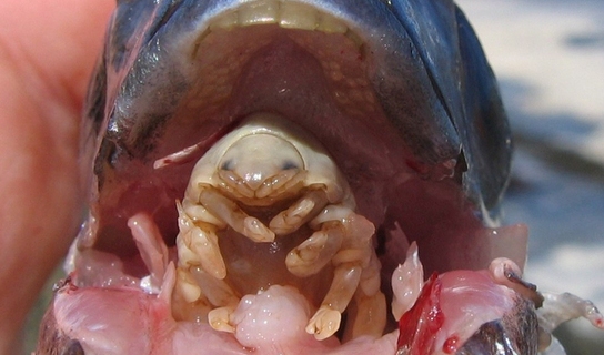 tongue-eating-louse.jpg