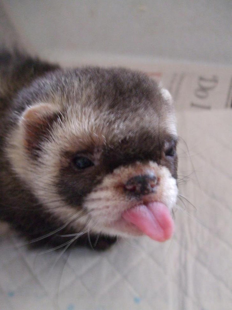 tongue.jpg