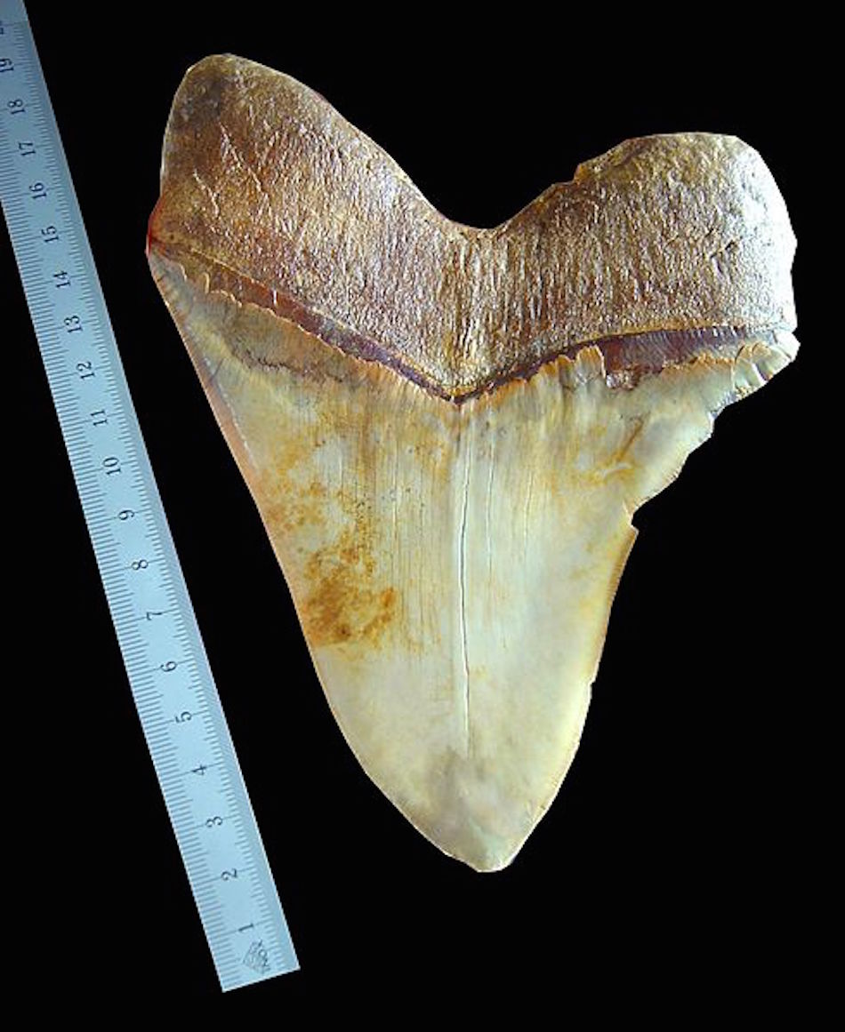 tooth-1.jpg