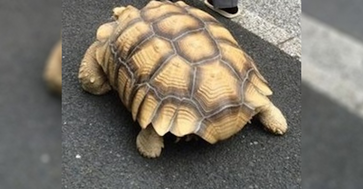 tortoise