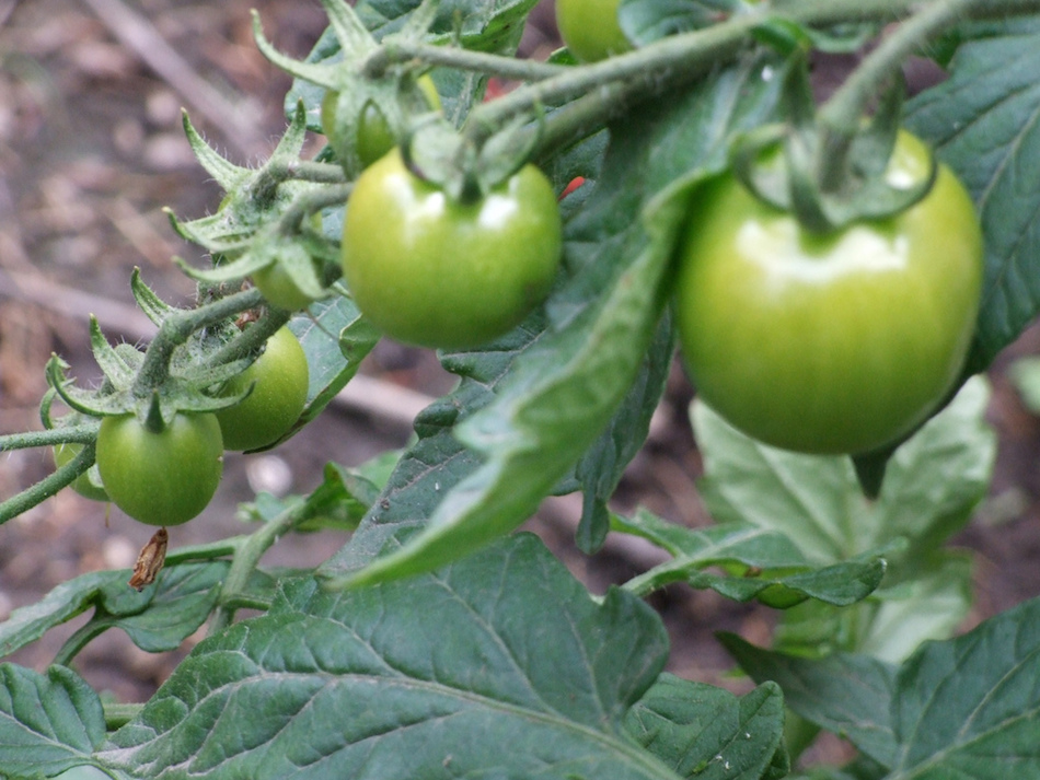 tough-tomatoes-midwest-slang.jpg