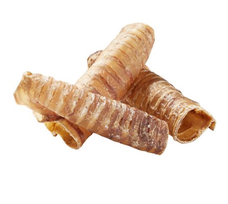 trachea.jpg
