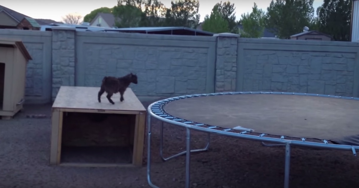 trampoline