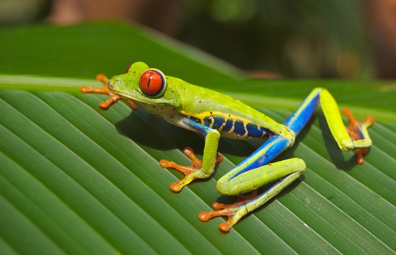 tree-frog-69813_1280.jpg