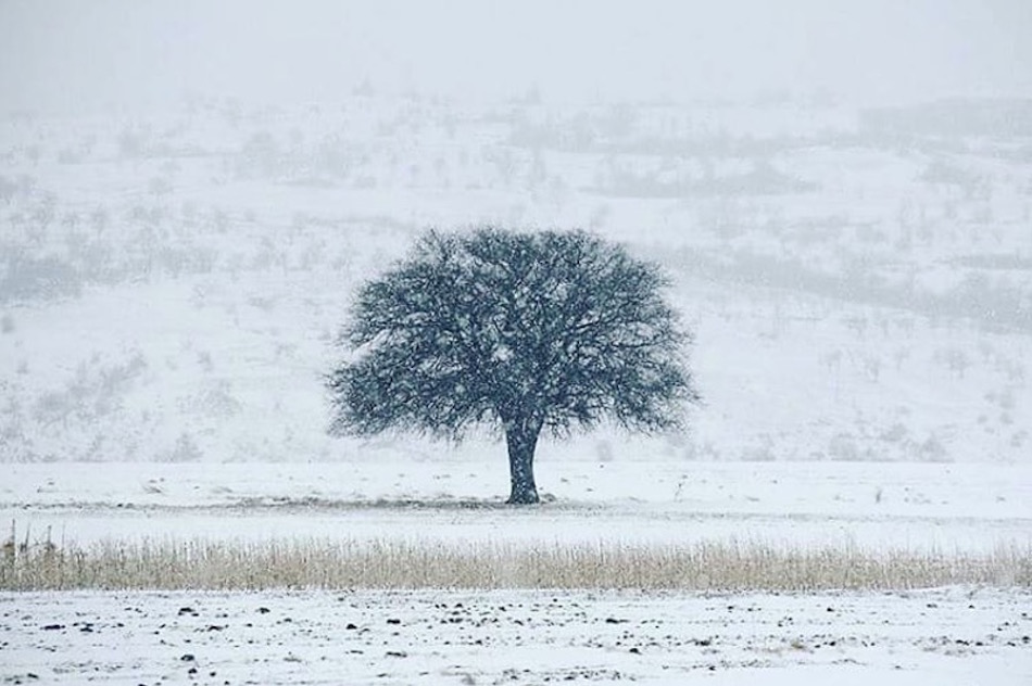 tree1.jpg