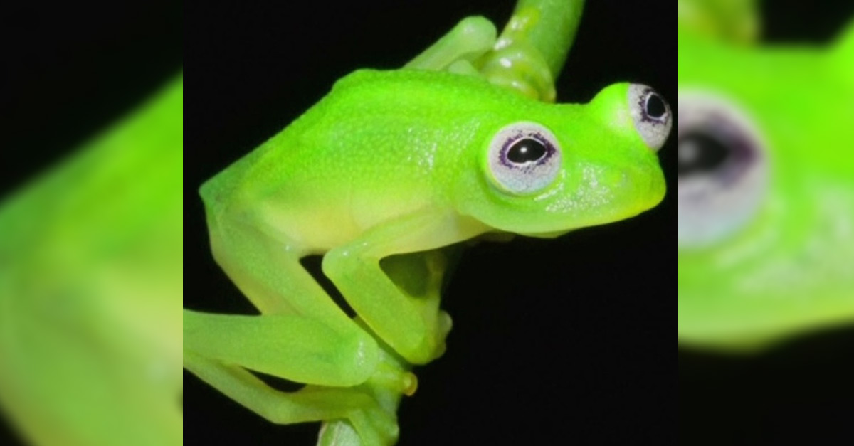 treefrog