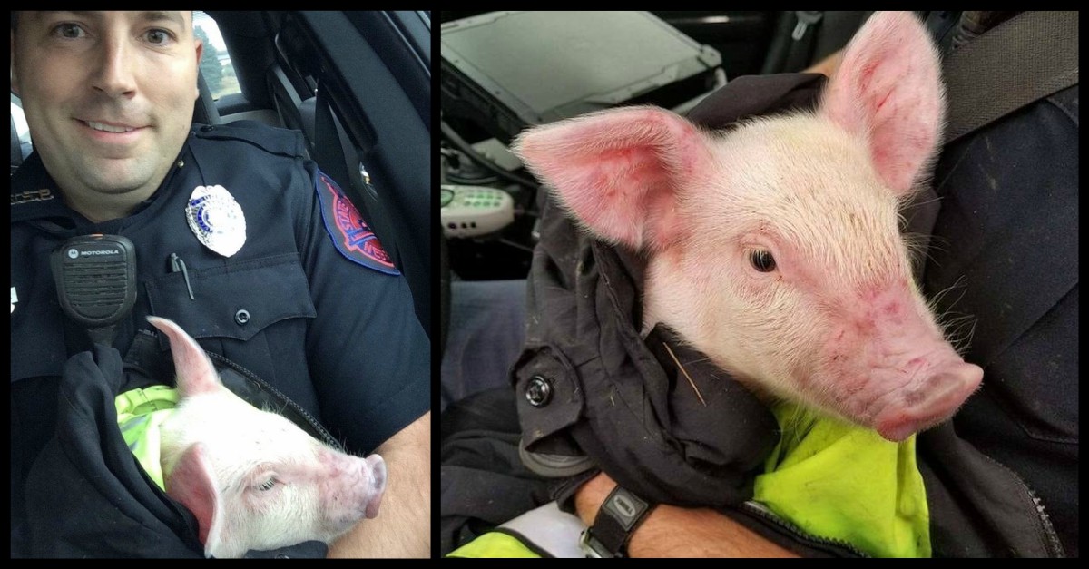 trooper pig