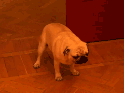 tumblr_inline_mkwpsiWJt71qz4rgp.gif