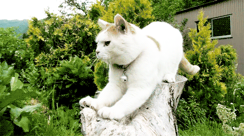 tumblr_inline_ndrmxljsXu1qgp297.gif