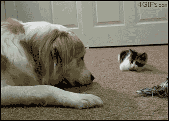 tumblr_m3msmyZiIX1rrgnmco1_400.gif