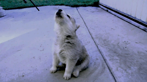 tumblr_m4aon23mJ11qbw75zo1_500.gif