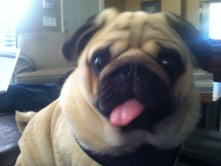tumblr_m6rhdjzj4Q1rrw38mo1_400.gif