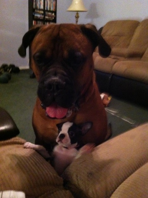 tumblr_mbh9nbw9Xl1ri9b3no1_500.jpg tumblr_mbh9nbw9Xl1ri9b3no1_500.jpg