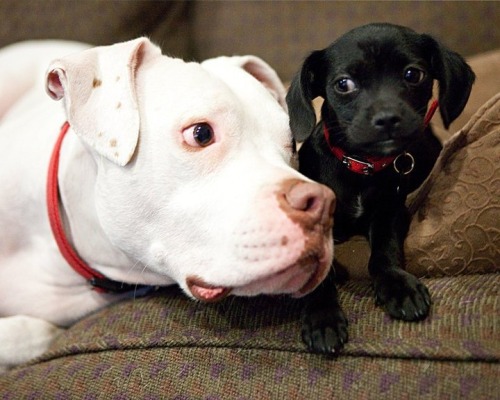 tumblr_mbjivk10391ri9b3no1_500.jpg tumblr_mbjivk10391ri9b3no1_500.jpg