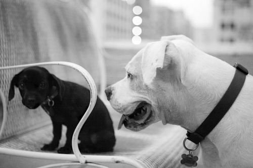 tumblr_md7g7aTUS91ri9b3no1_500.jpg tumblr_md7g7aTUS91ri9b3no1_500.jpg