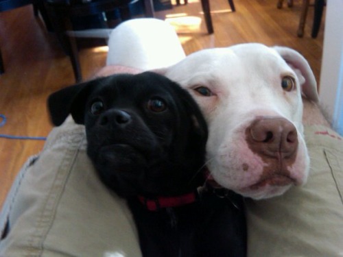 tumblr_md7g8kz2PD1ri9b3no1_500.jpg tumblr_md7g8kz2PD1ri9b3no1_500.jpg