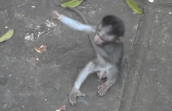tumblr_mehid7tfM31r9cqdqo1_250.gif